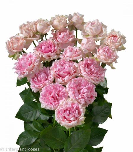 ROSE BR. CANDY FLOW 50